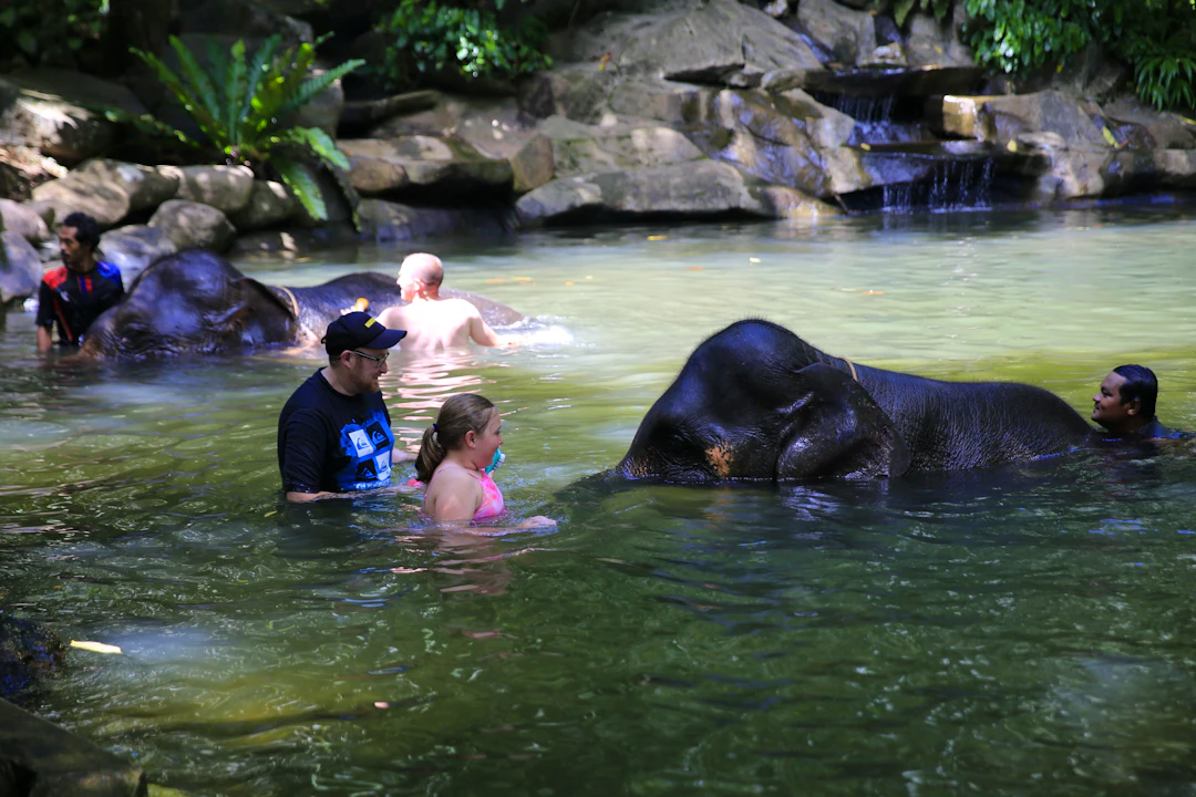 Khao Lak Elephant Bath